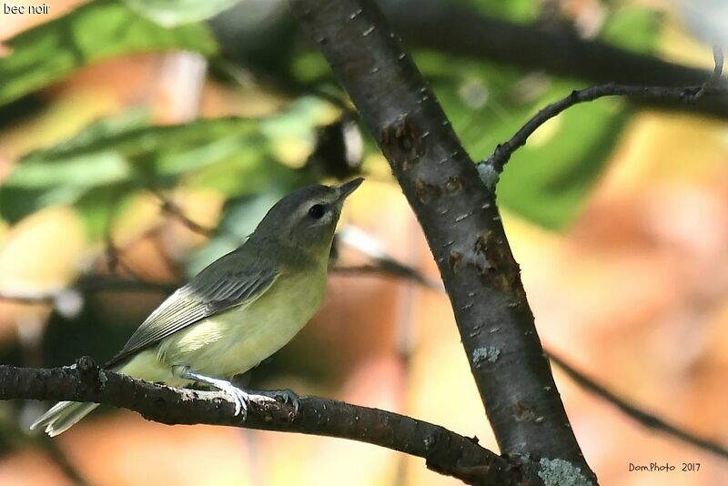 Philadelphia Vireo