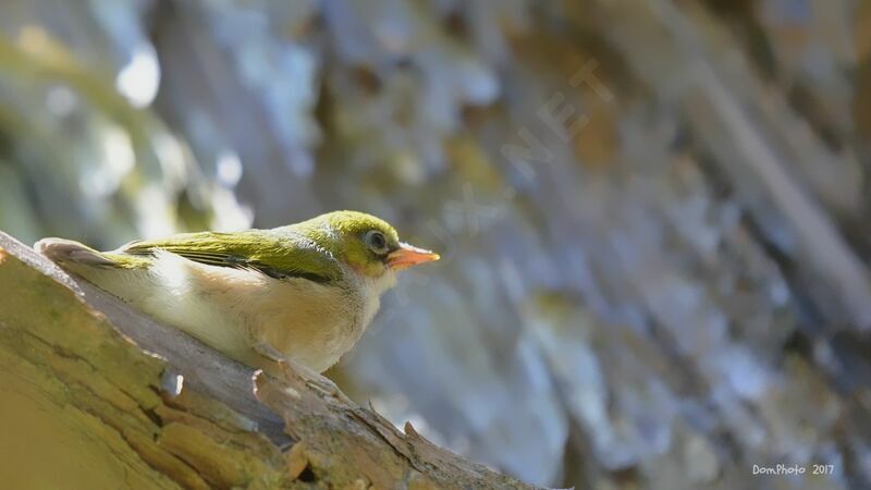 Silvereye