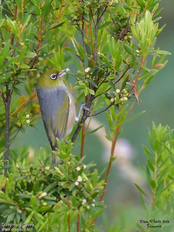 Silvereyeadult, feeding habits