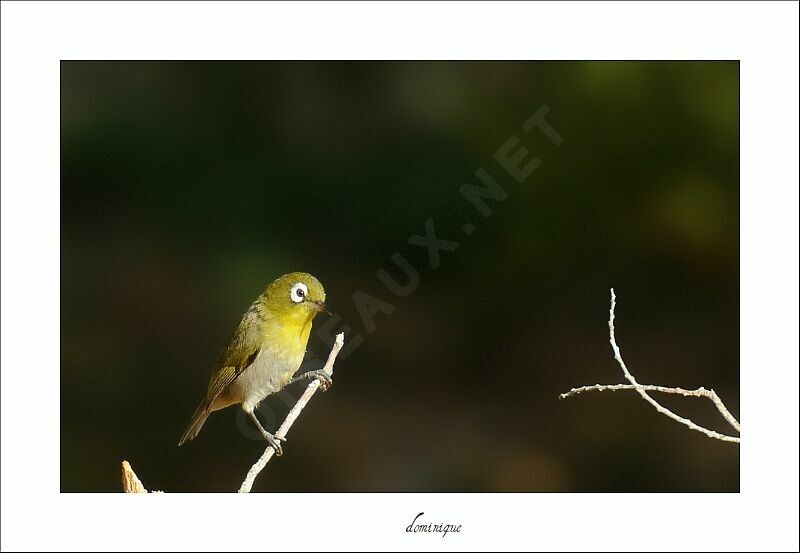 Green-backed White-eye