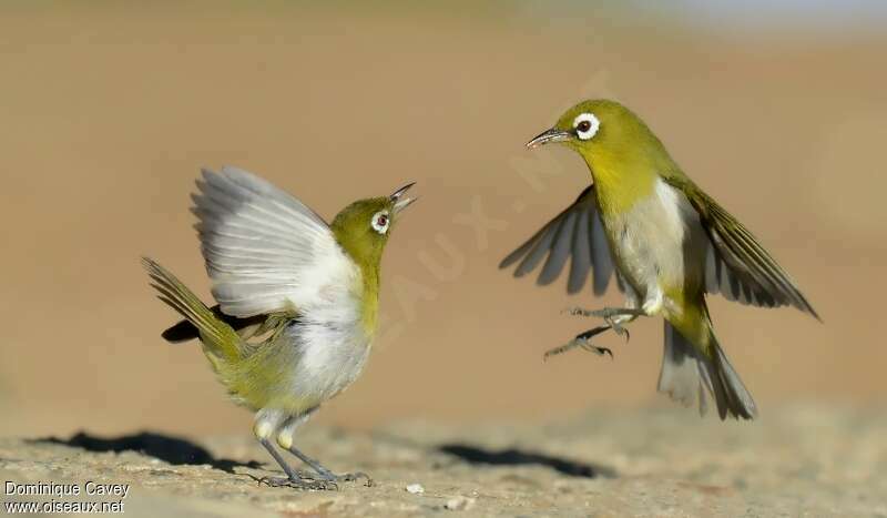 Zostérops à dos vert, Nidification