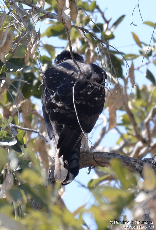 African Hawk-Eagle