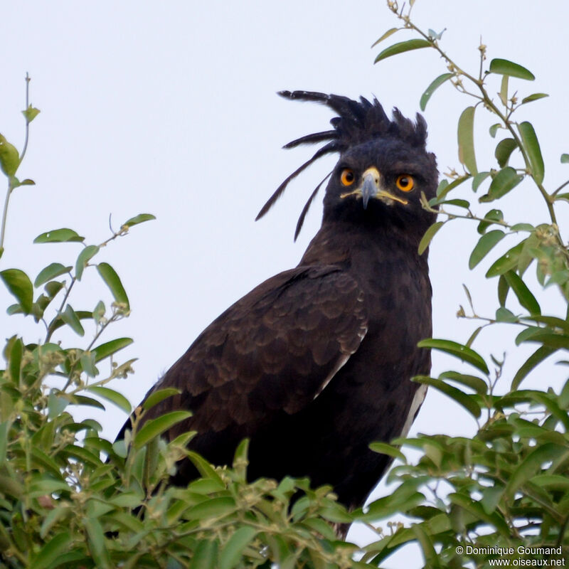 Aigle huppardadulte