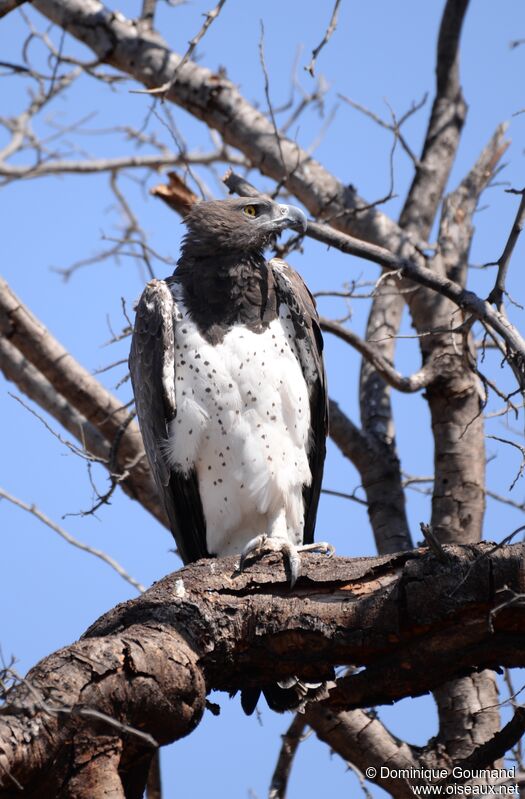 Martial Eagle