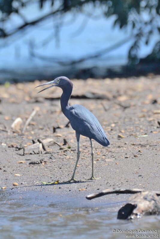 Little Blue Heronadult