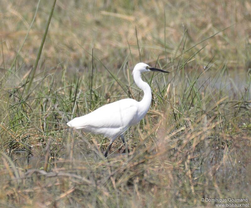 Little Egret