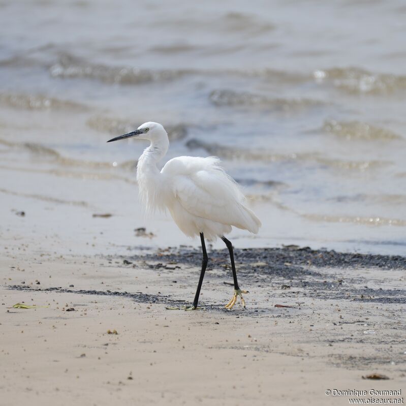 Little Egret