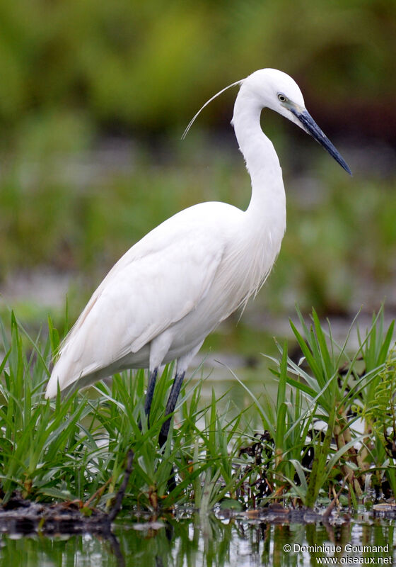 Aigrette garzetteadulte