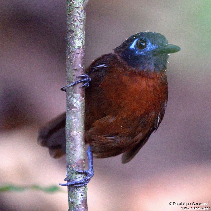 Chestnut-backed Antbird female adult