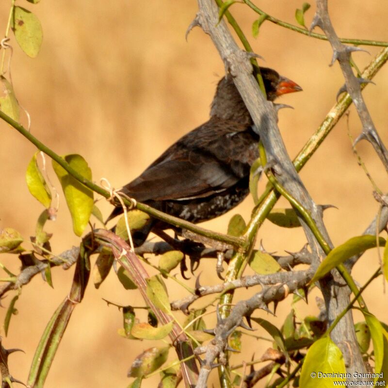 Red-billed Buffalo Weaver male adult