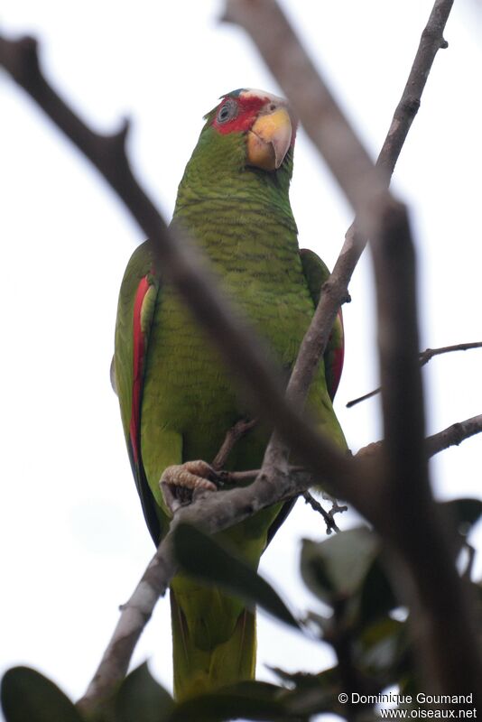 White-fronted Amazonadult