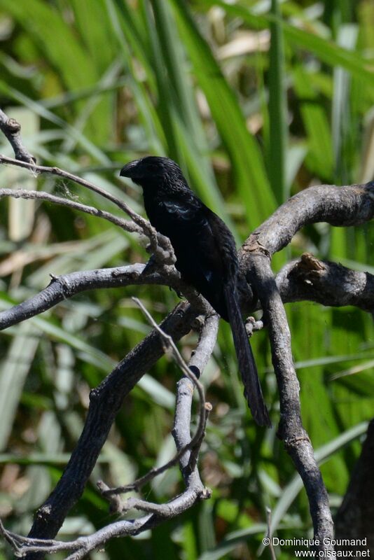 Groove-billed Aniadult