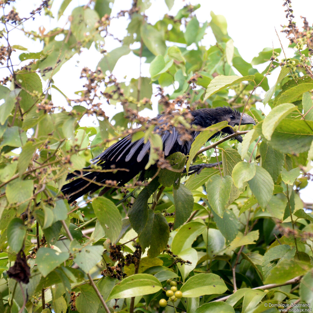 Smooth-billed Ani