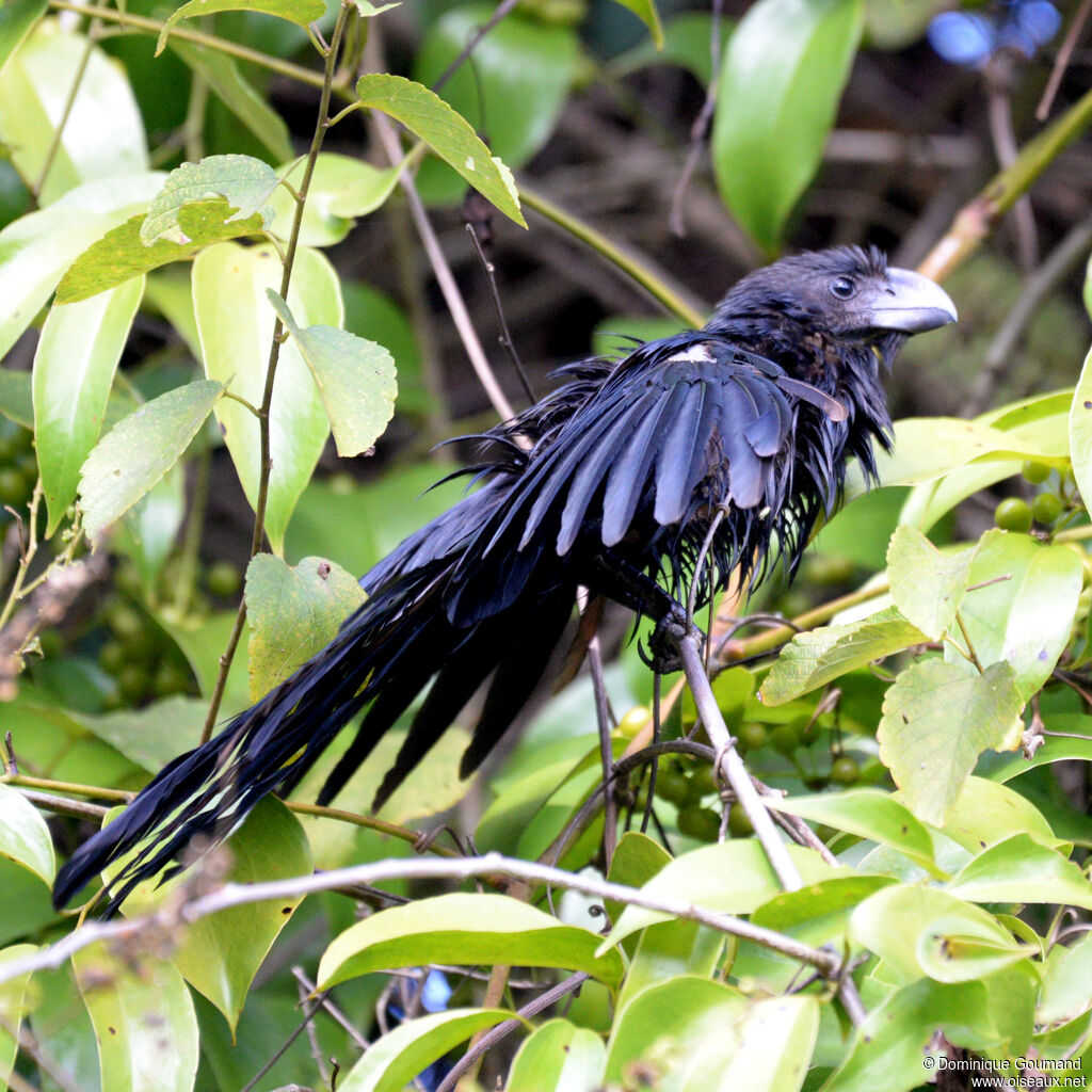 Smooth-billed Ani
