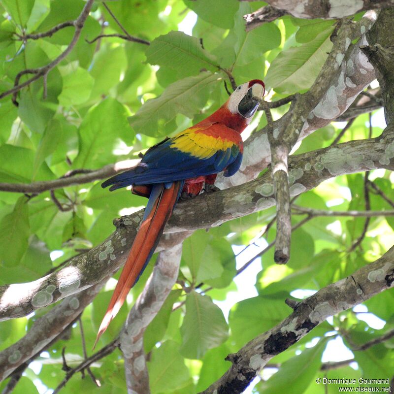 Scarlet Macawadult