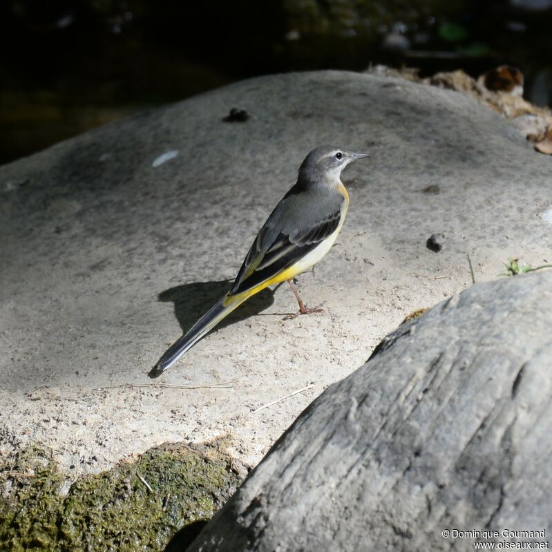 Bergeronnette des ruisseaux femelle