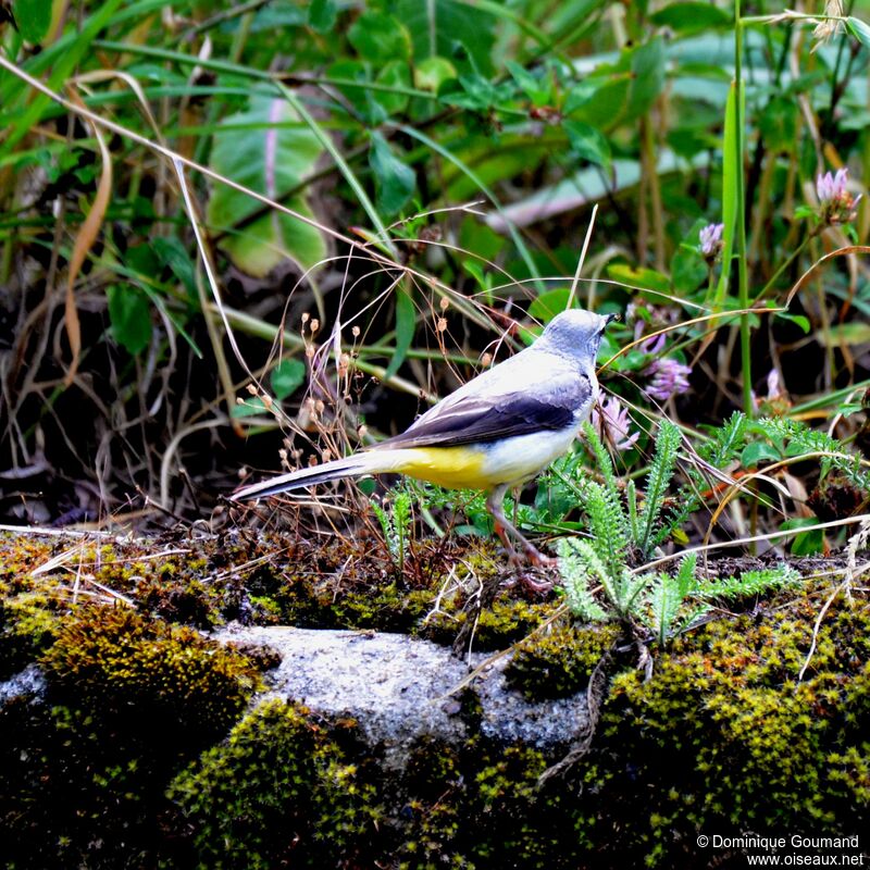 Grey Wagtail female adult