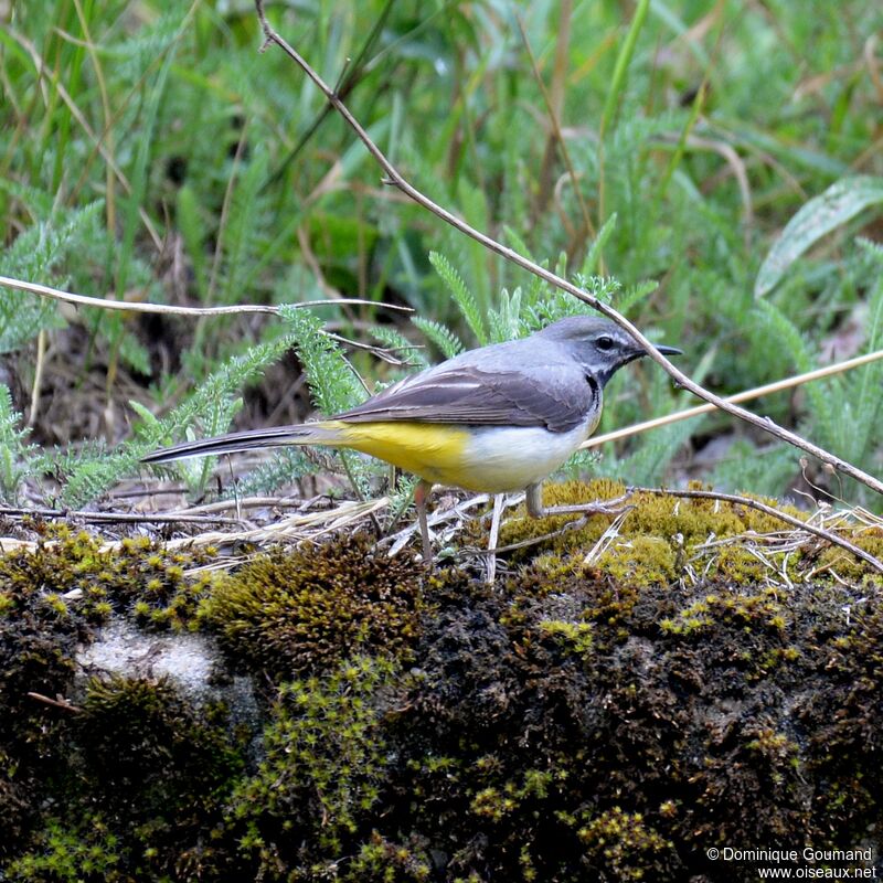 Grey Wagtail female adult