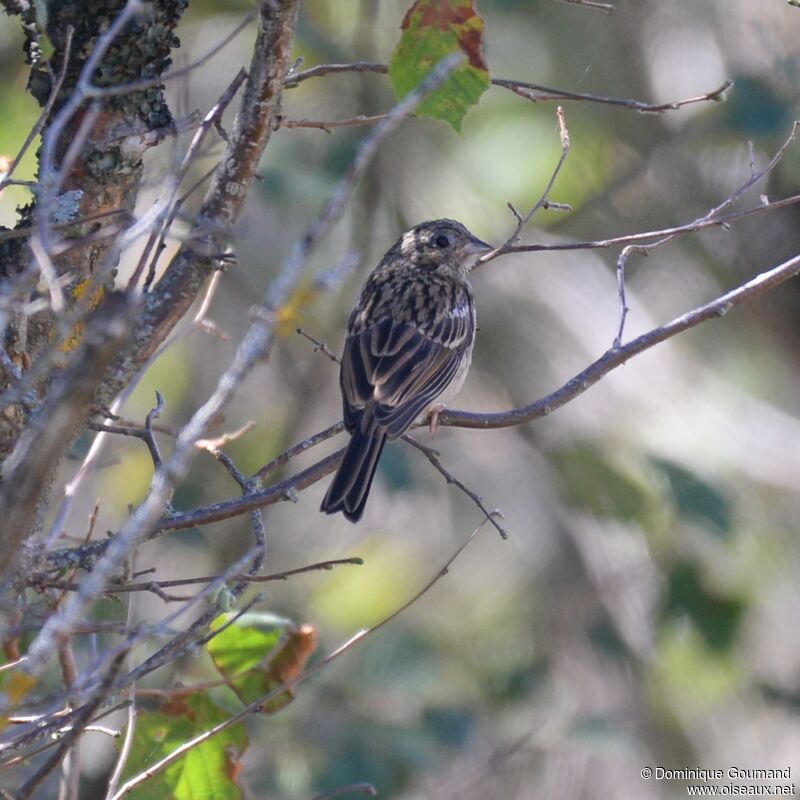 Rock Bunting