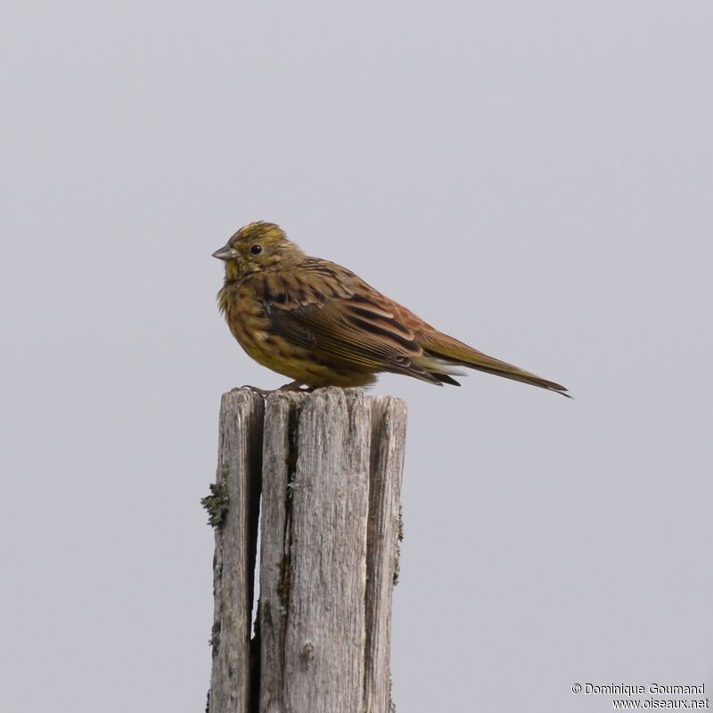 Yellowhammer female adult