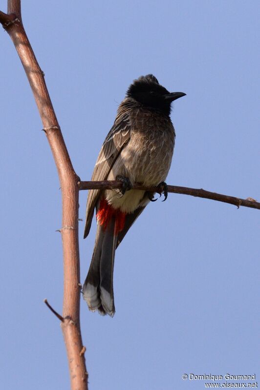 Red-vented Bulbul