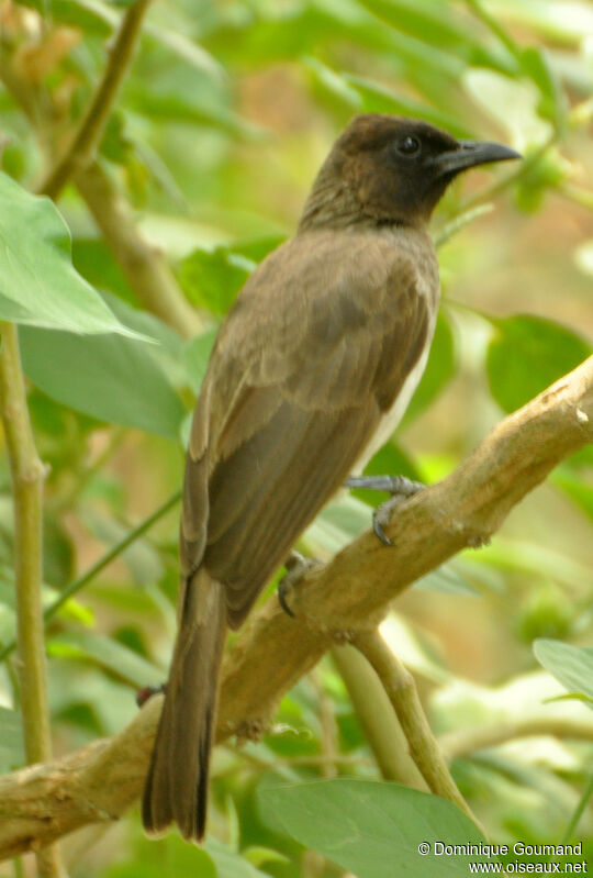 Bulbul des jardinsadulte