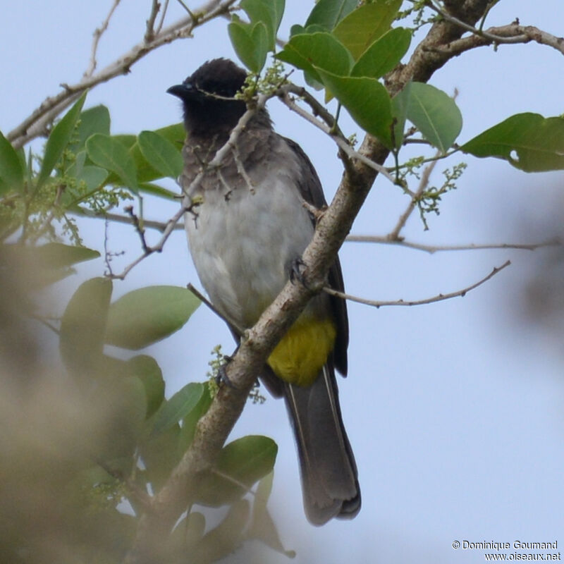 Bulbul tricoloreadulte