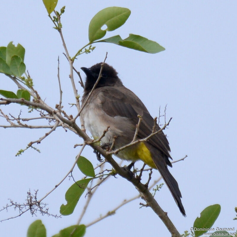 Bulbul tricoloreadulte