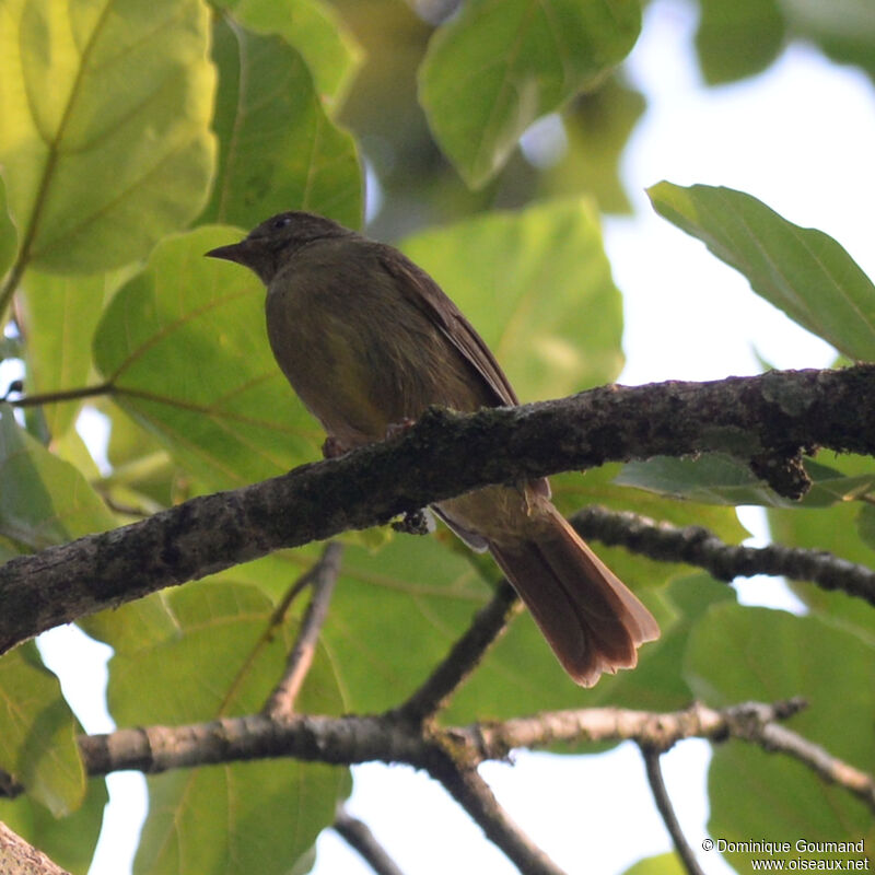 Bulbul verdâtreadulte