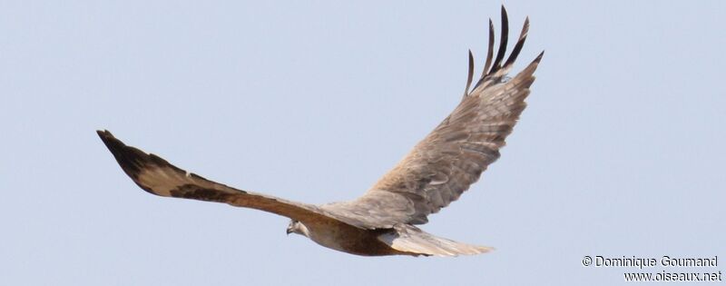 Long-legged Buzzard