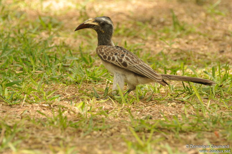 African Grey Hornbill female