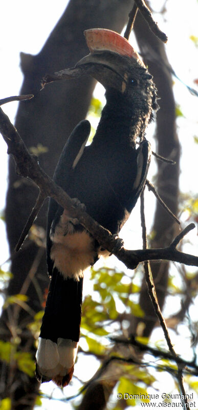 Silvery-cheeked Hornbill male adult