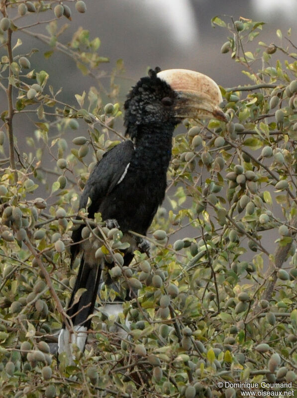 Silvery-cheeked Hornbill male adult