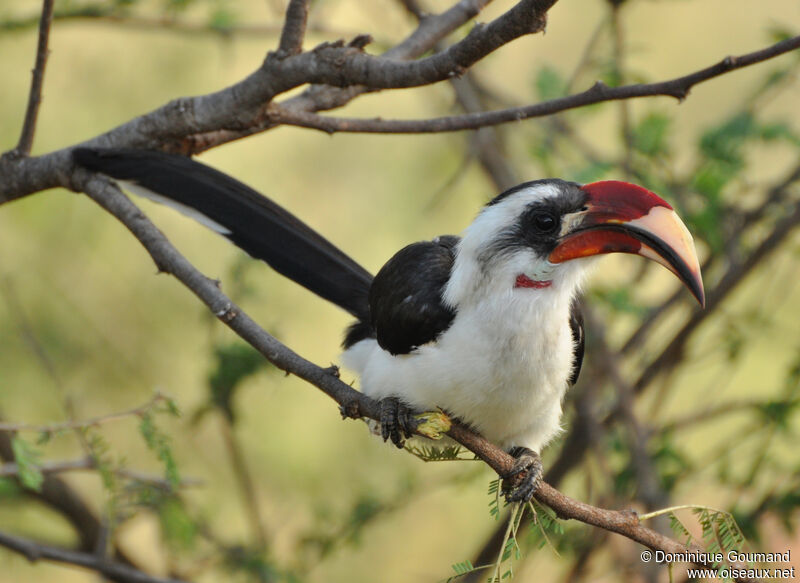 Von der Decken's Hornbill male adult