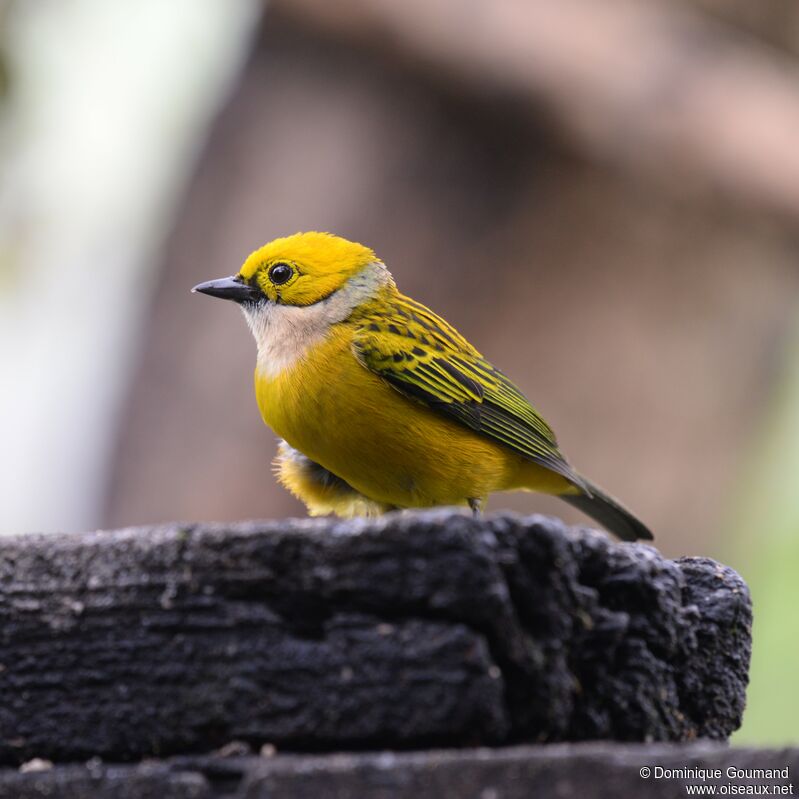 Silver-throated Tanageradult