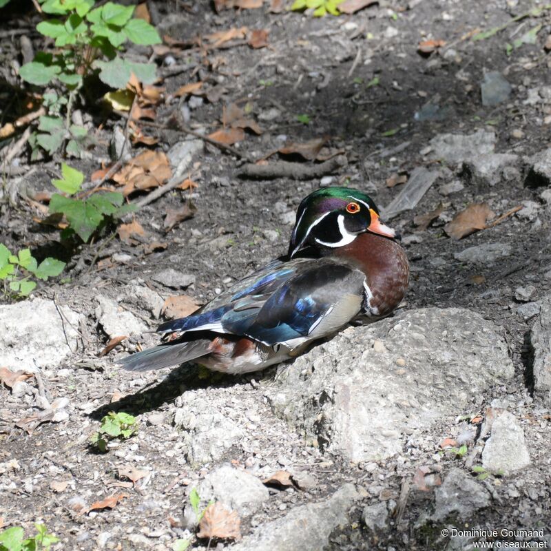 Canard carolin mâle adulte