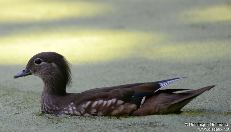 Canard mandarin femelle