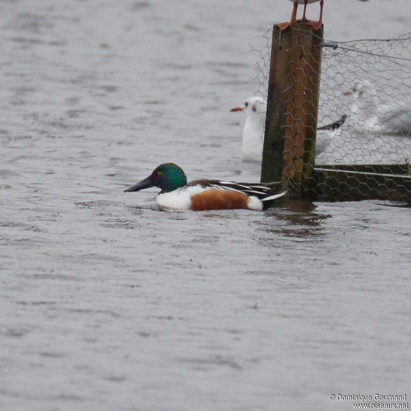 Northern Shoveler male adult