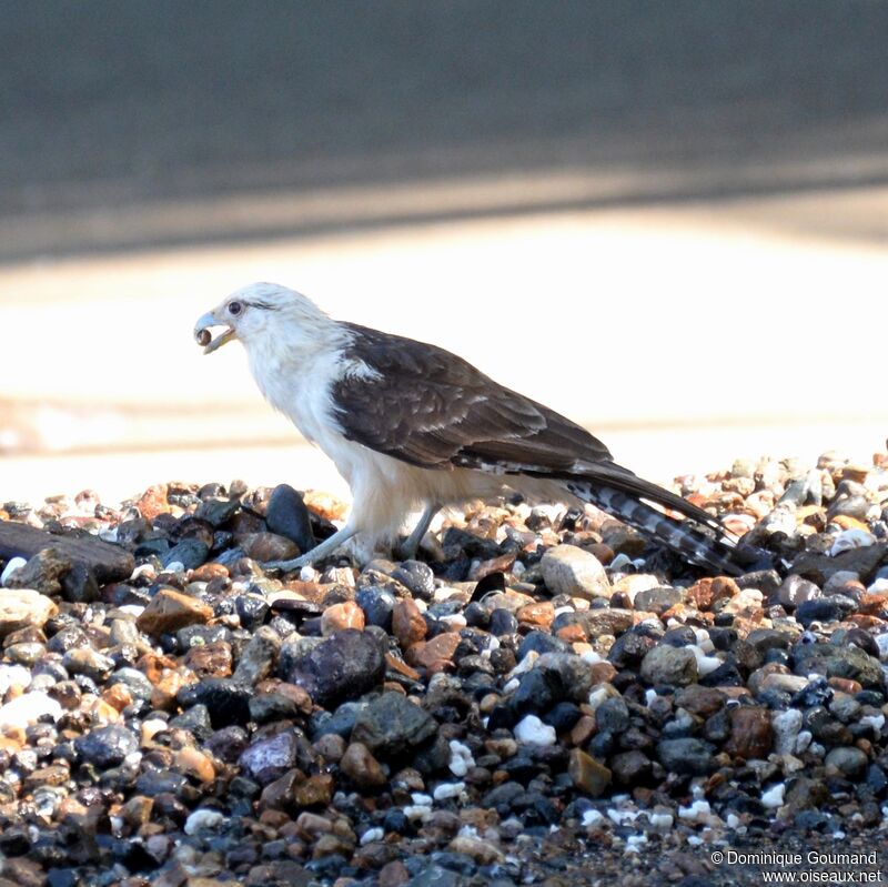 Caracara à tête jauneadulte