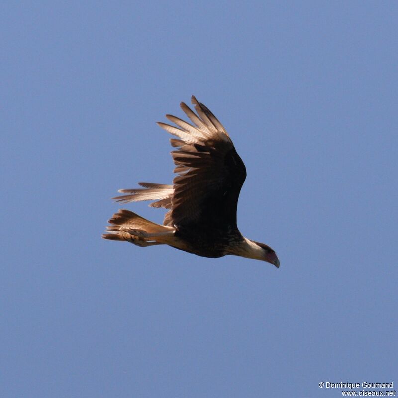 Caracara du Nordadulte