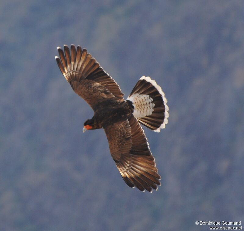 Caracara montagnard