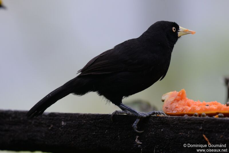 Yellow-billed Caciqueadult