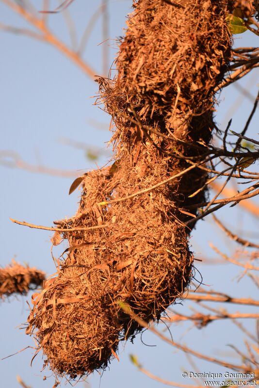 Montezuma Oropendola, habitat