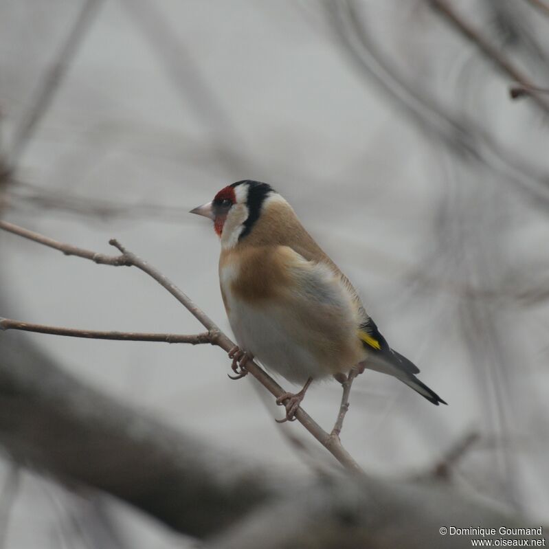 European Goldfinch male adult