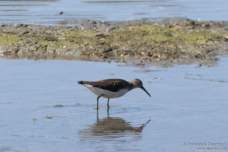 Green Sandpiper