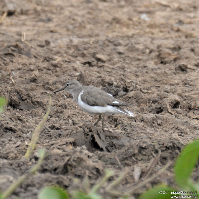 Chevalier guignetteadulte, identification