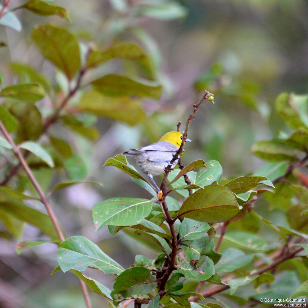 Yellow-headed Warbler