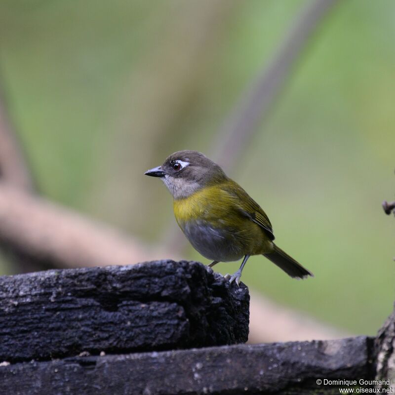 Common Chlorospingusadult