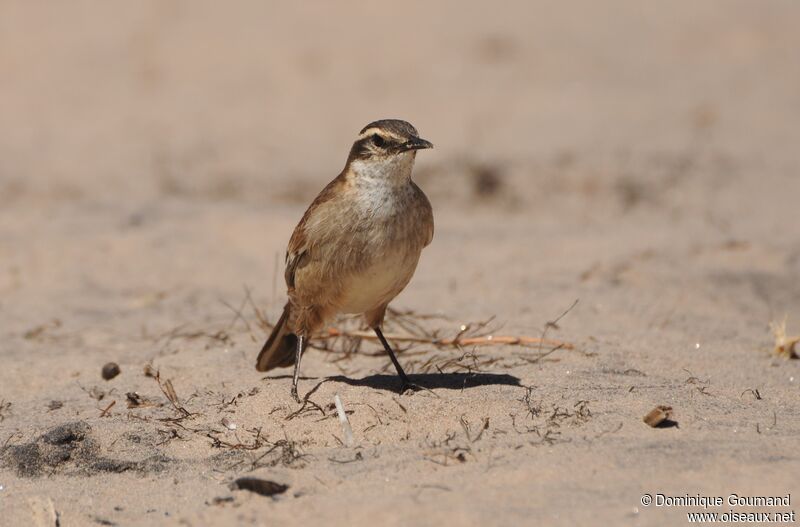 Cream-winged Cinclodes