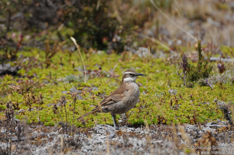 Stout-billed Cinclodes